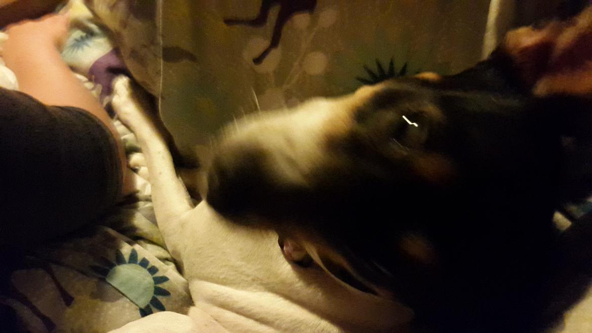 Dansk svensk gaardhund fede Fie  billede 27