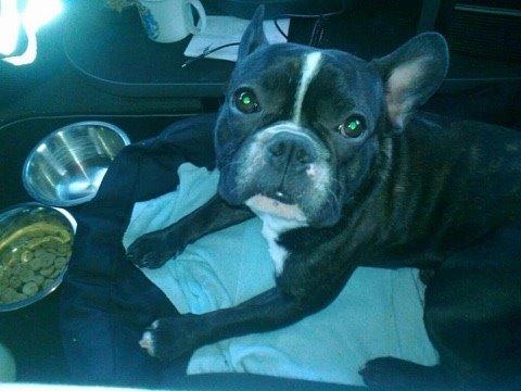 Fransk bulldog Mayer billede 1