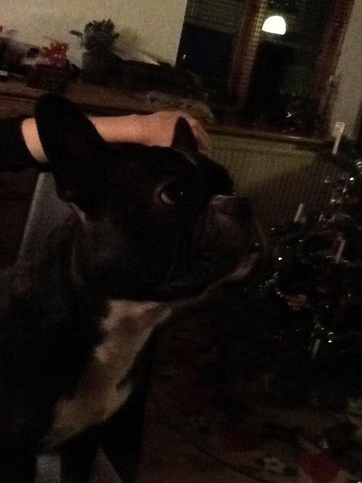 Fransk bulldog Mayer billede 2