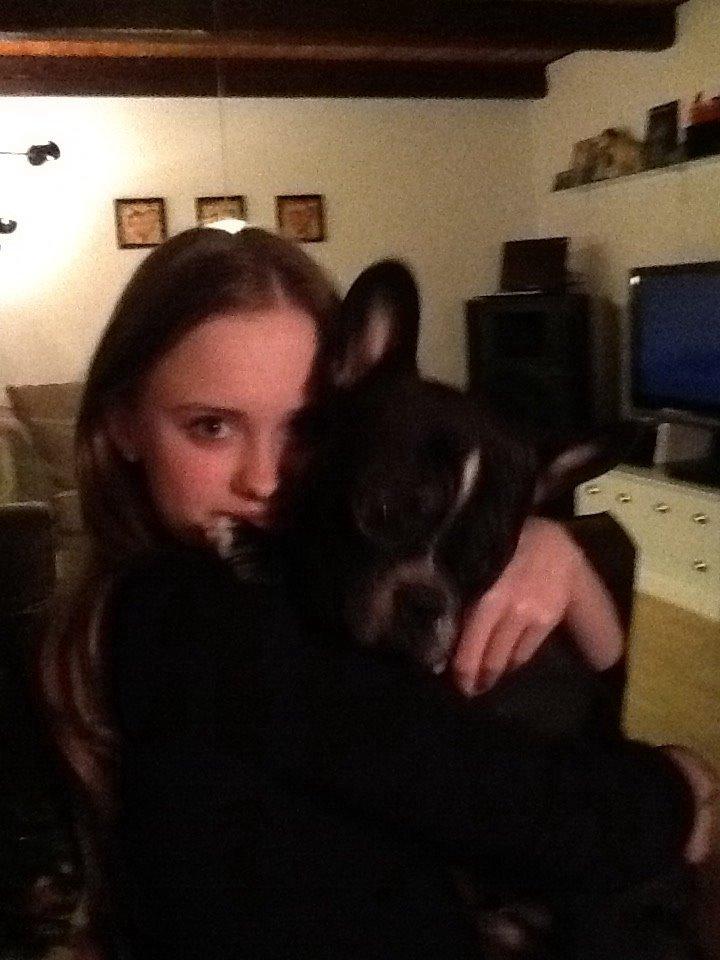 Fransk bulldog Mayer billede 3