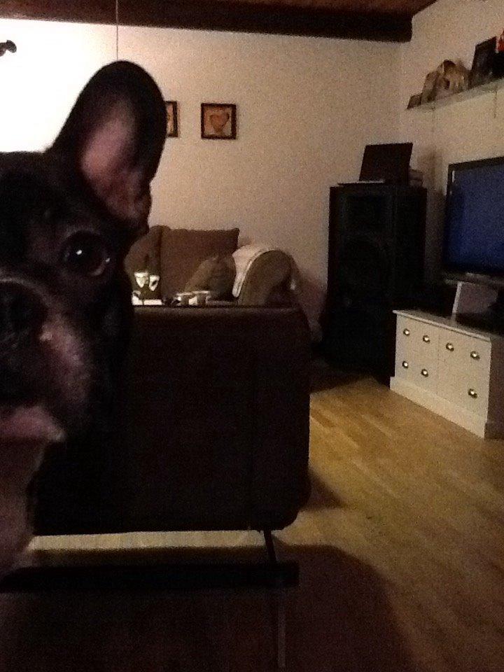 Fransk bulldog Mayer billede 4