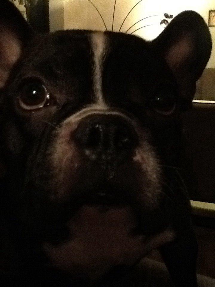 Fransk bulldog Mayer billede 5