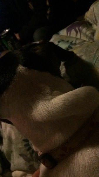 Dansk svensk gaardhund fede Fie  billede 29