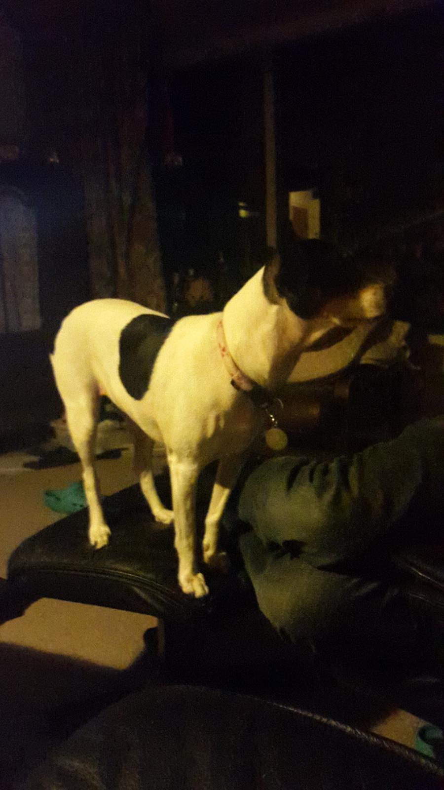 Dansk svensk gaardhund fede Fie  billede 28