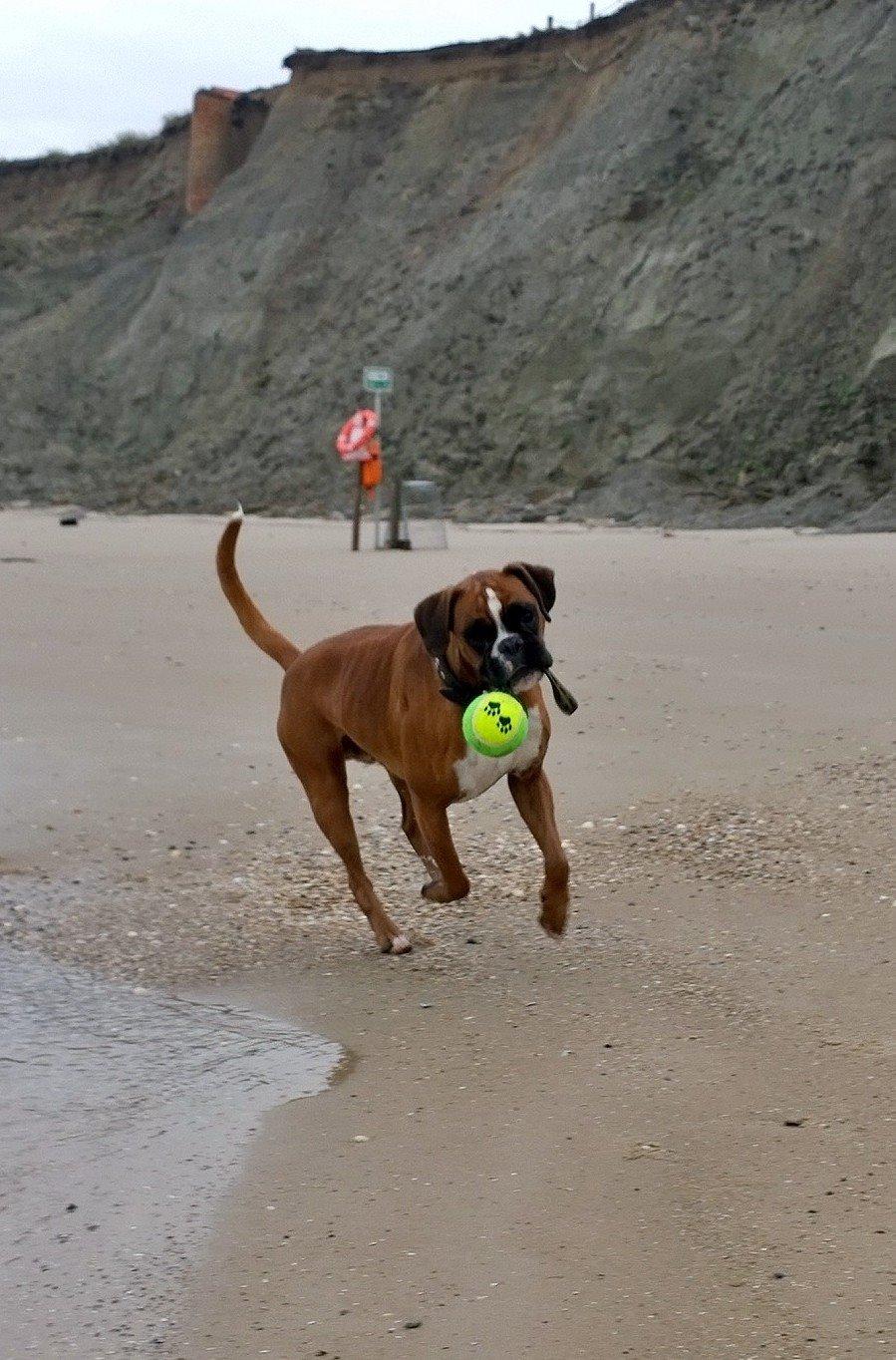 Boxer Mickey billede 19