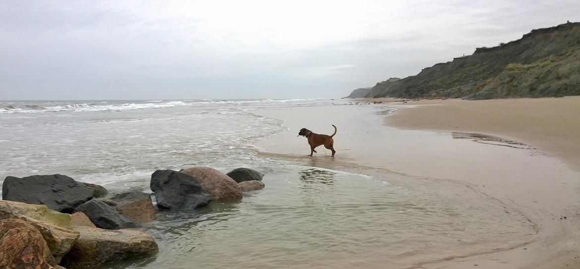 Boxer Mickey billede 20