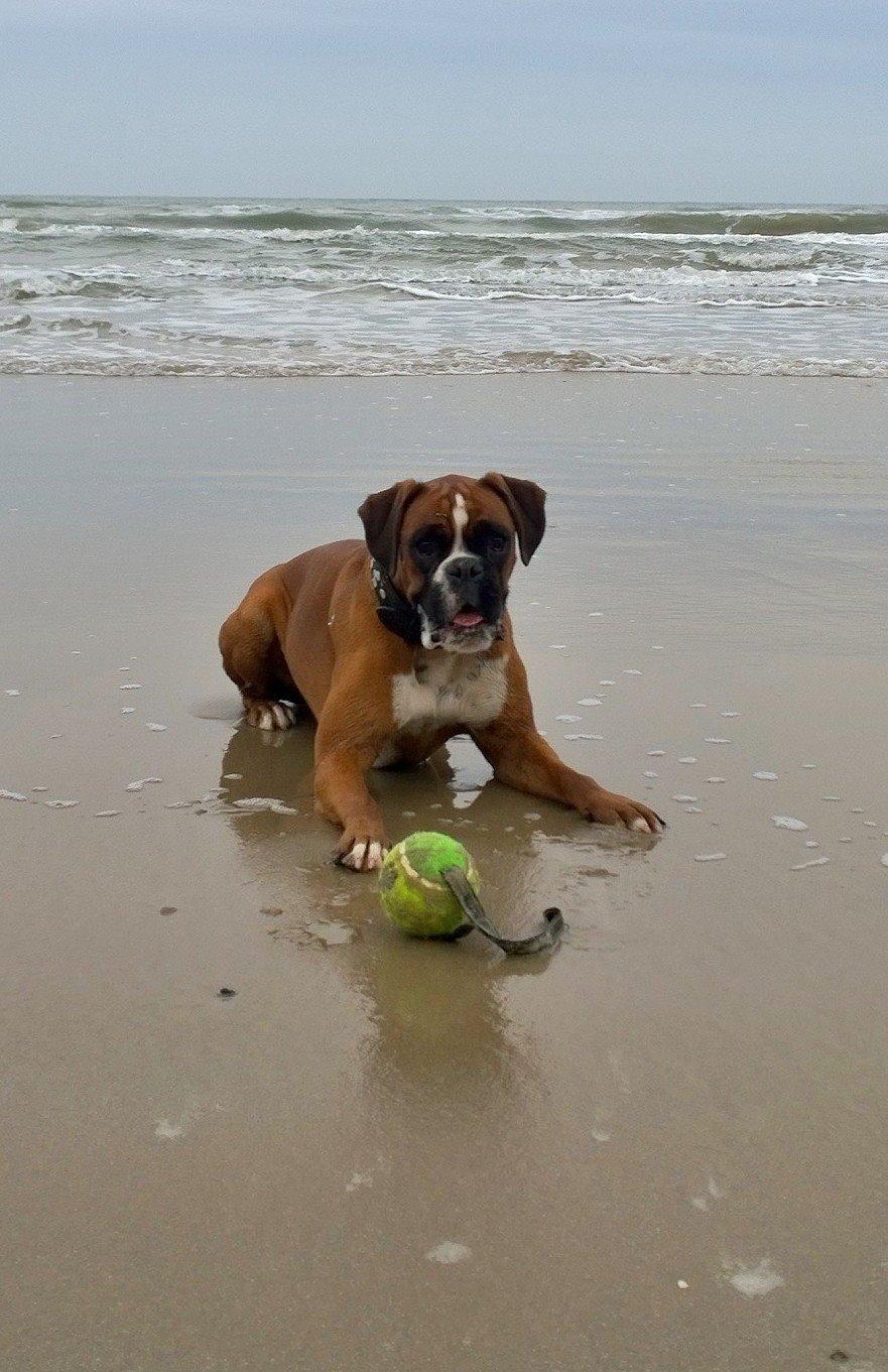 Boxer Mickey billede 21