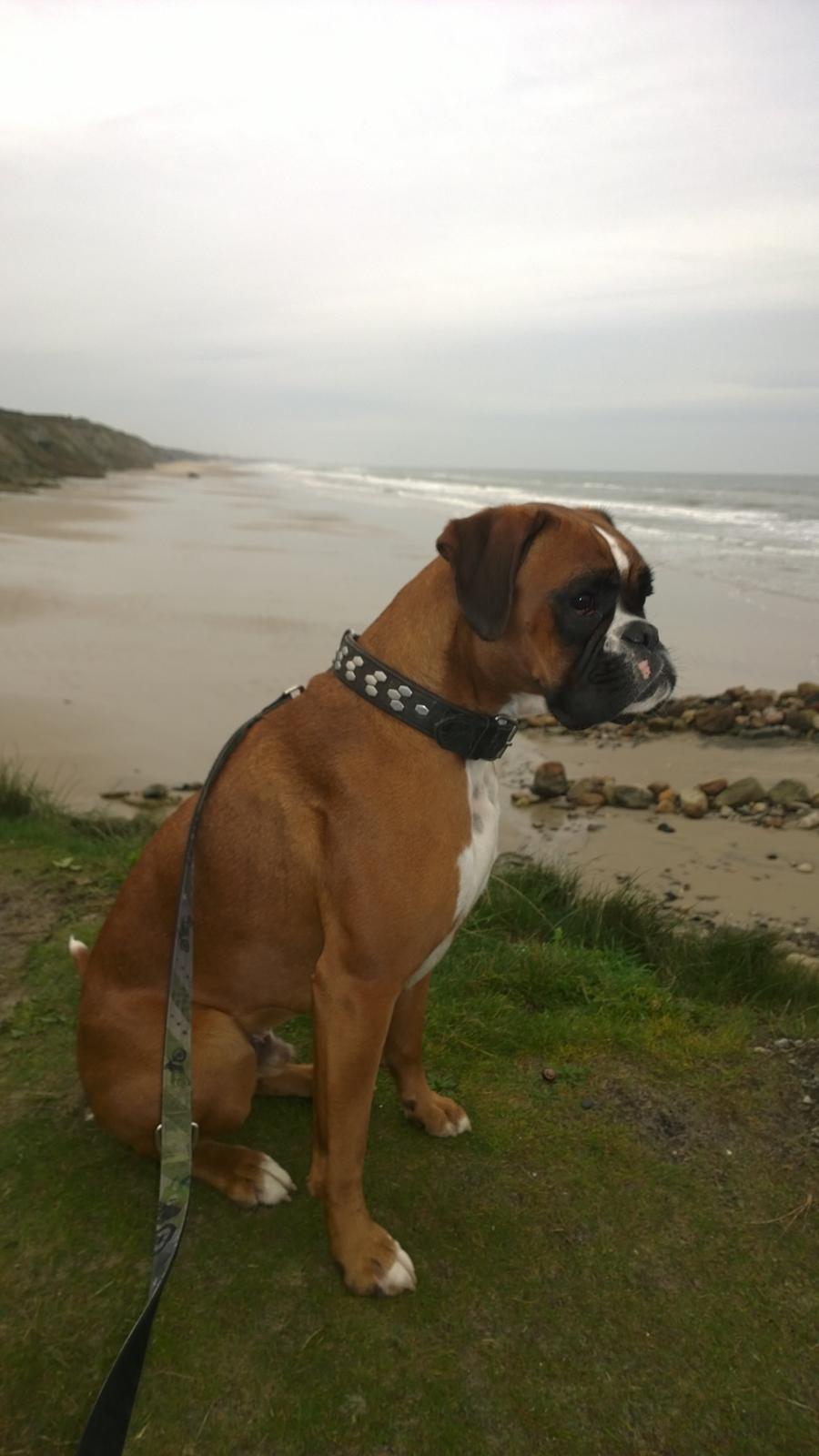 Boxer Mickey billede 22