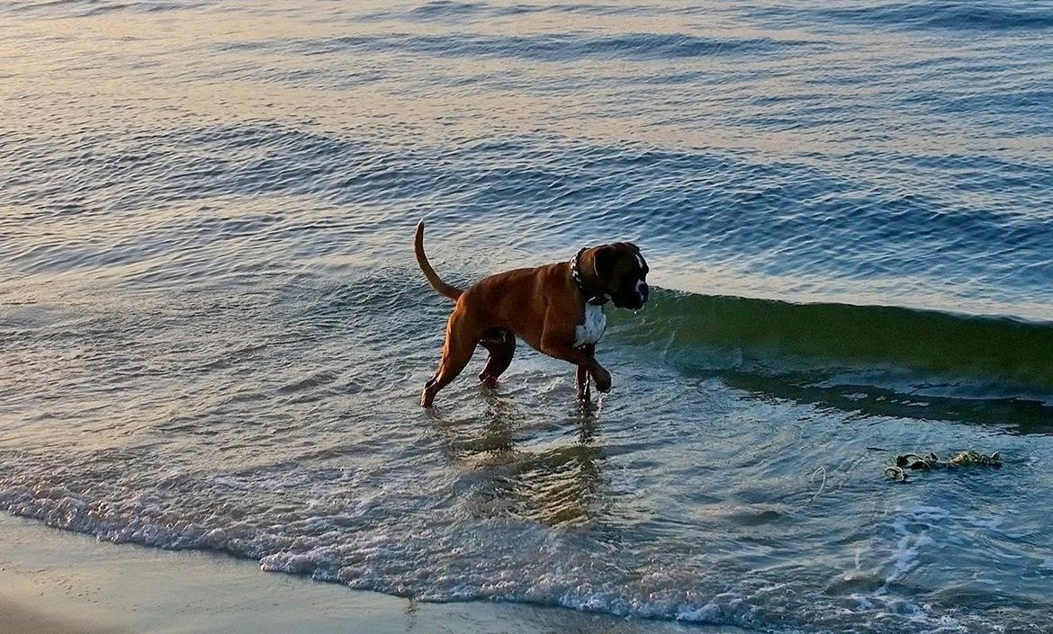 Boxer Mickey billede 23