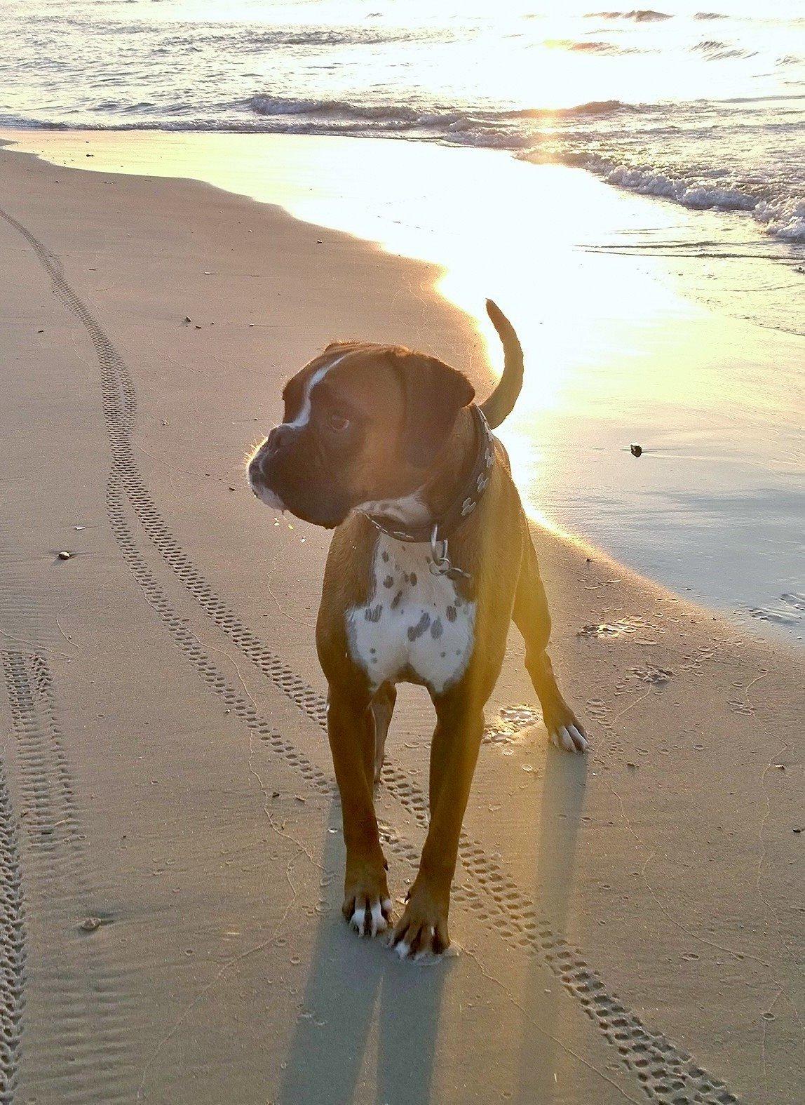 Boxer Mickey billede 24