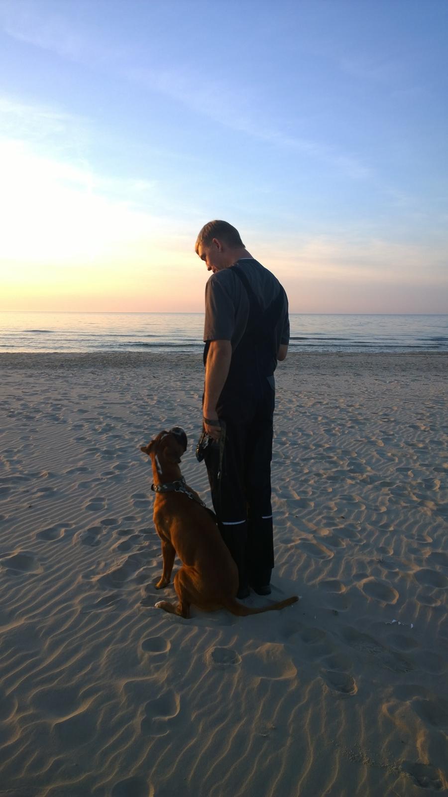 Boxer Mickey billede 25