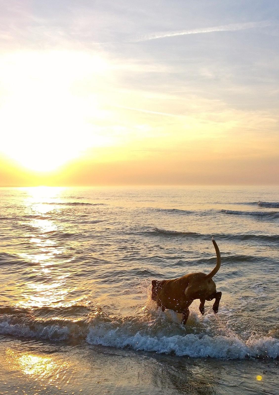 Boxer Mickey billede 26