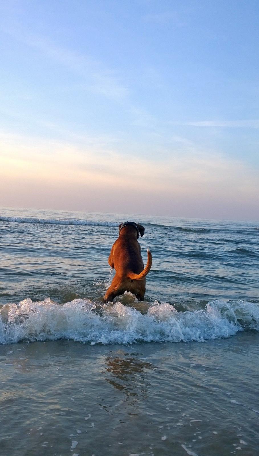 Boxer Mickey billede 27