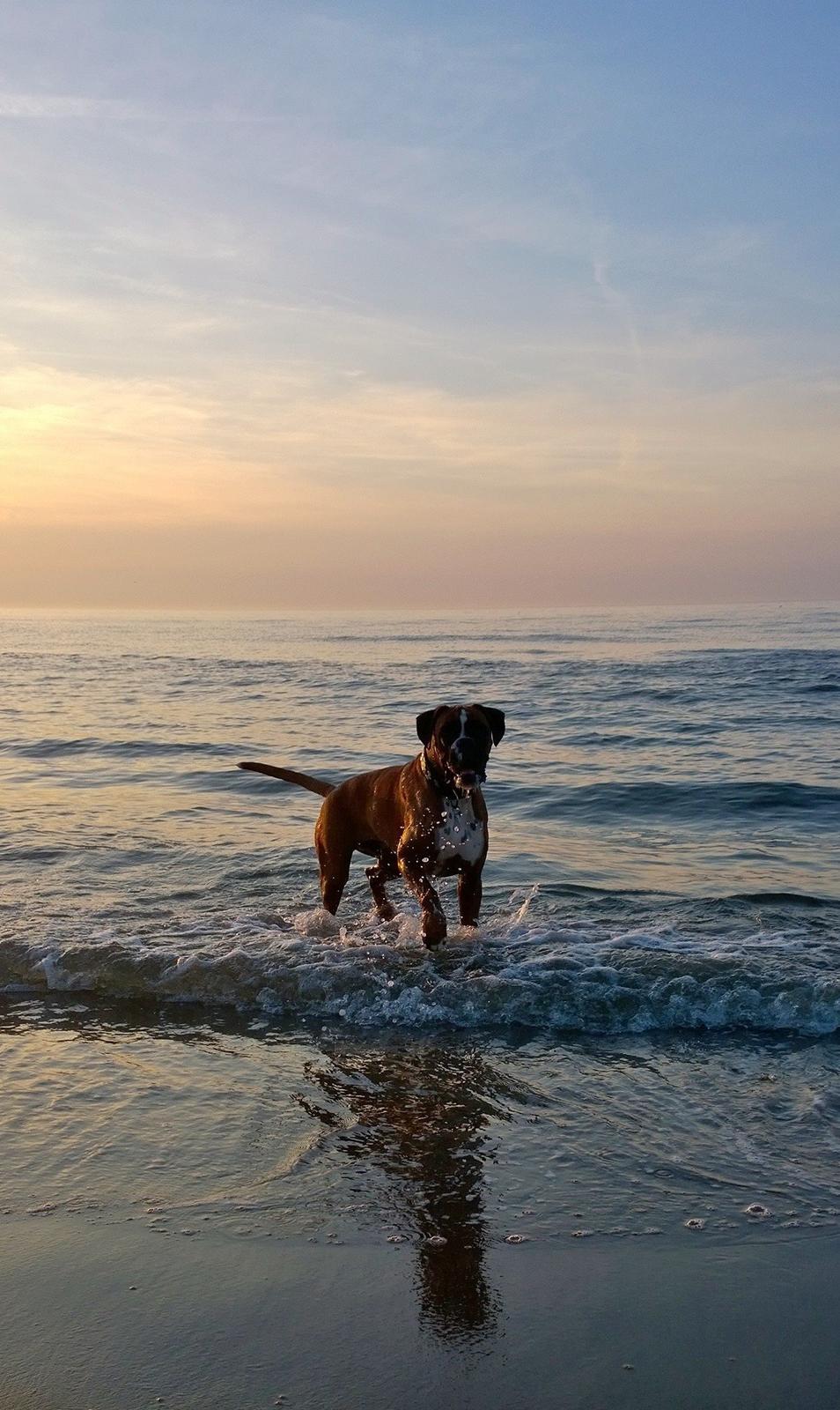 Boxer Mickey billede 28