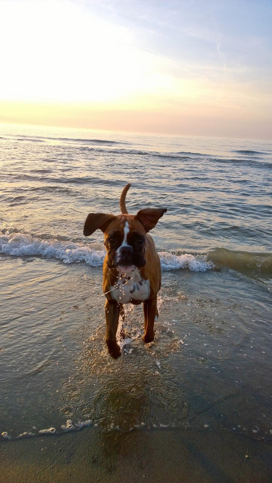 Boxer Mickey billede 29