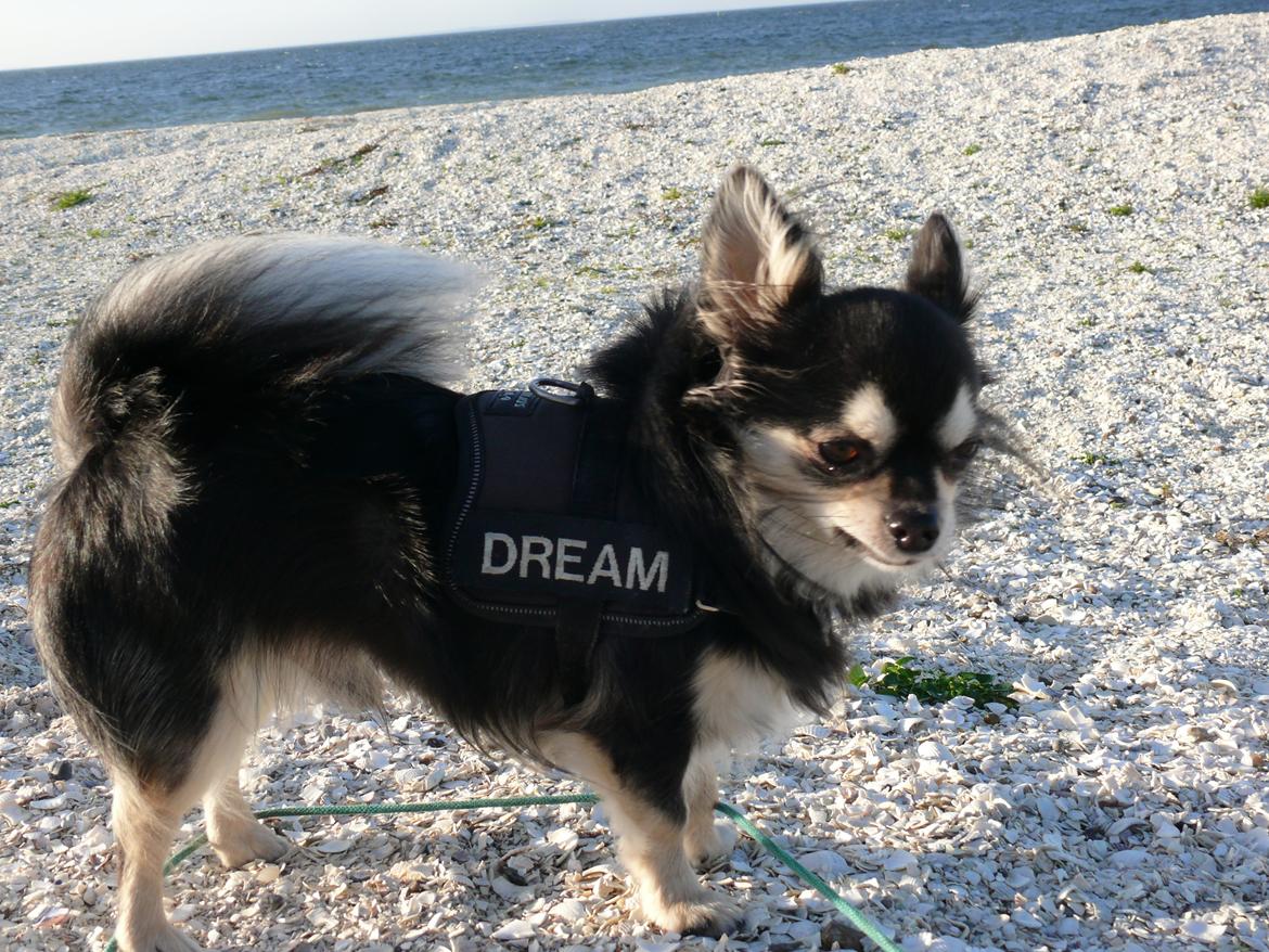 Chihuahua Dream billede 11