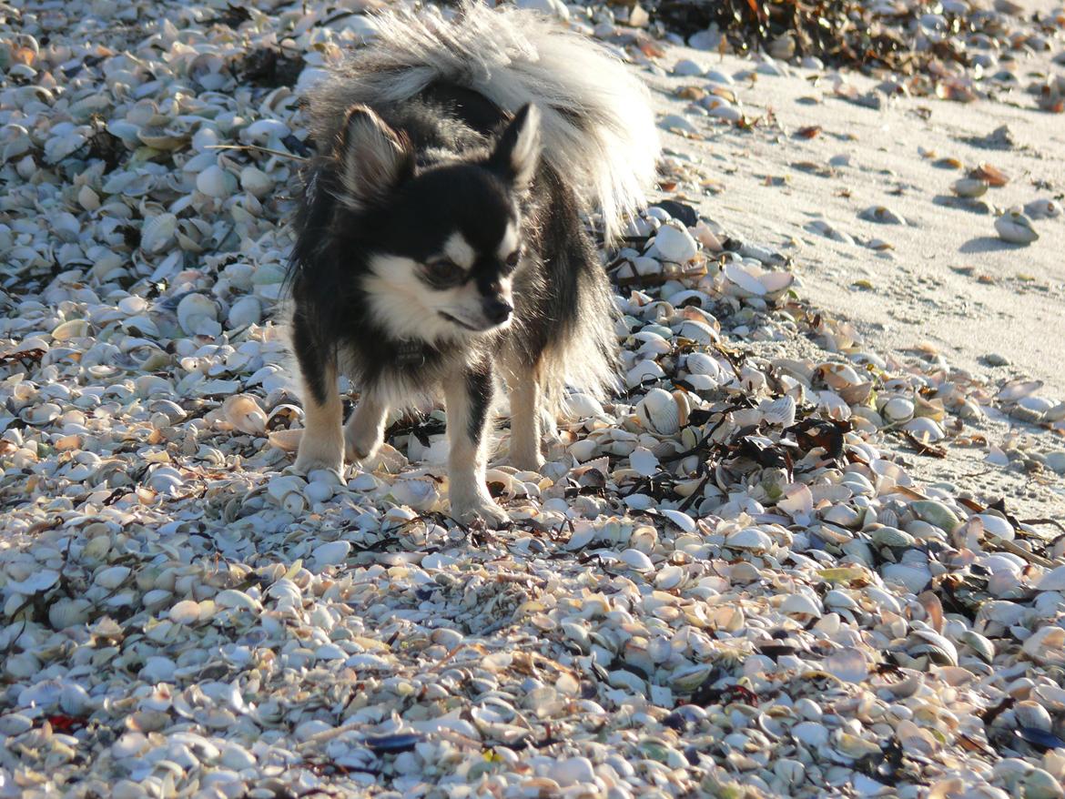 Chihuahua Dream billede 12