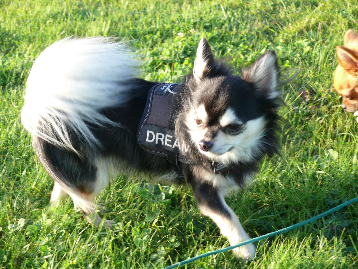 Chihuahua Dream billede 13