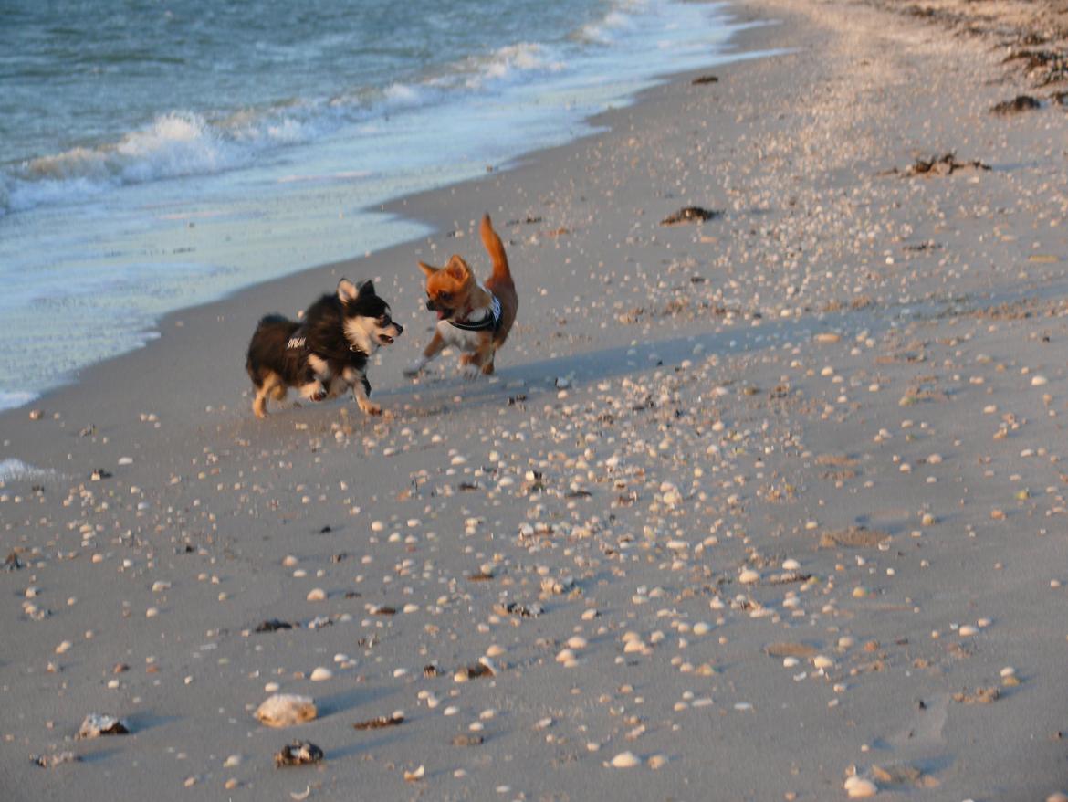 Chihuahua Dream billede 14