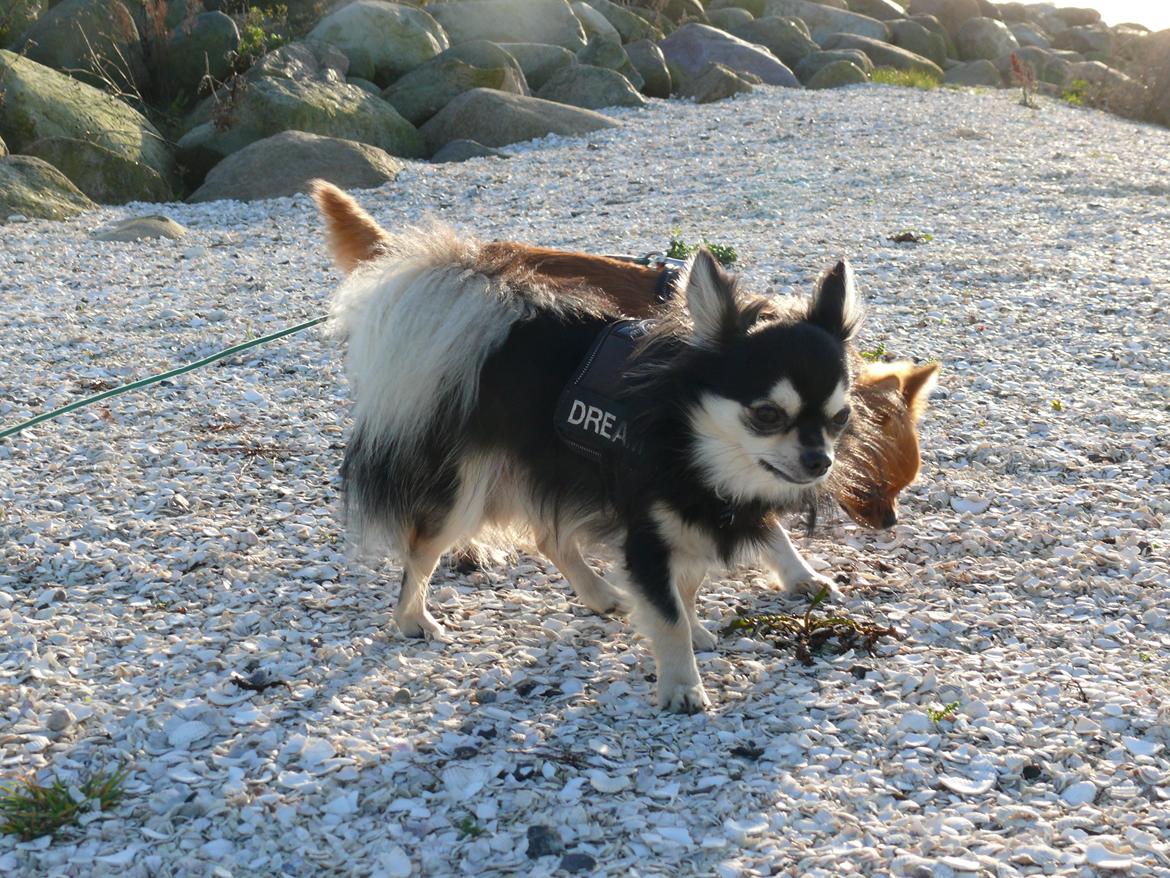 Chihuahua Dream billede 10