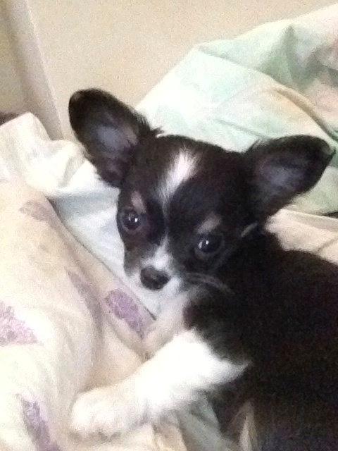 Chihuahua Maggie Boo billede 1