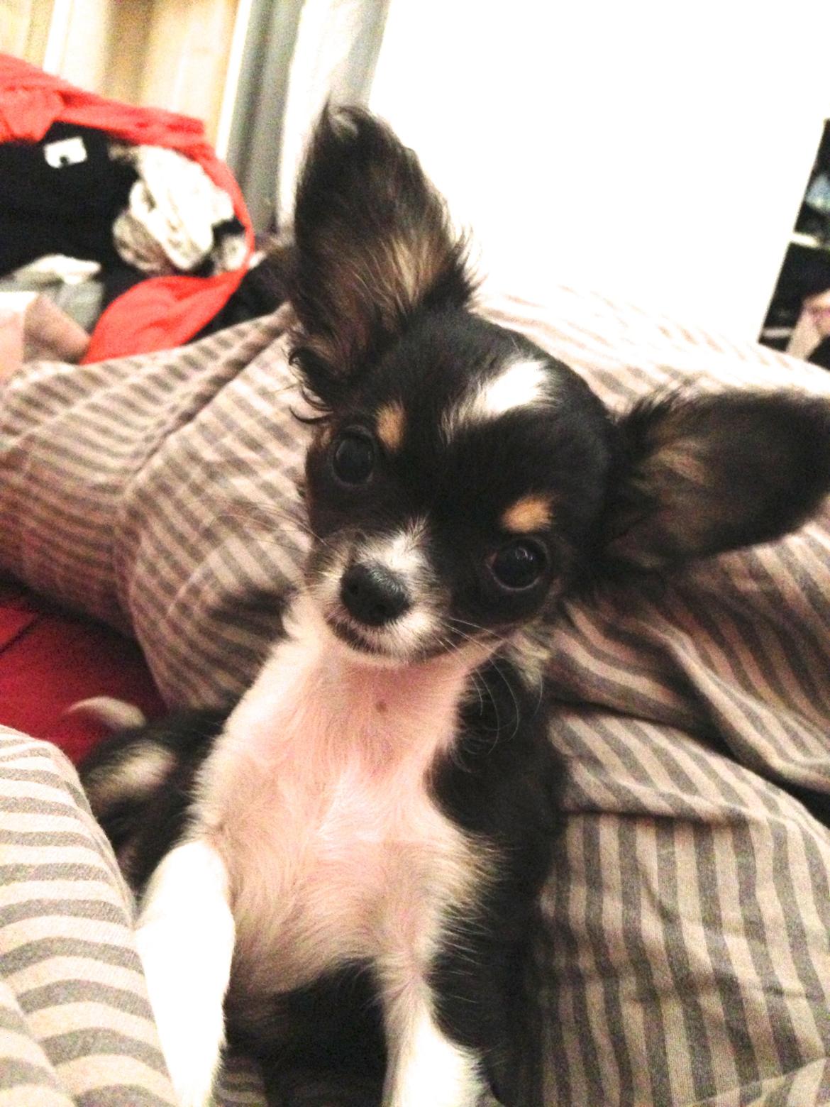 Chihuahua Maggie Boo billede 3