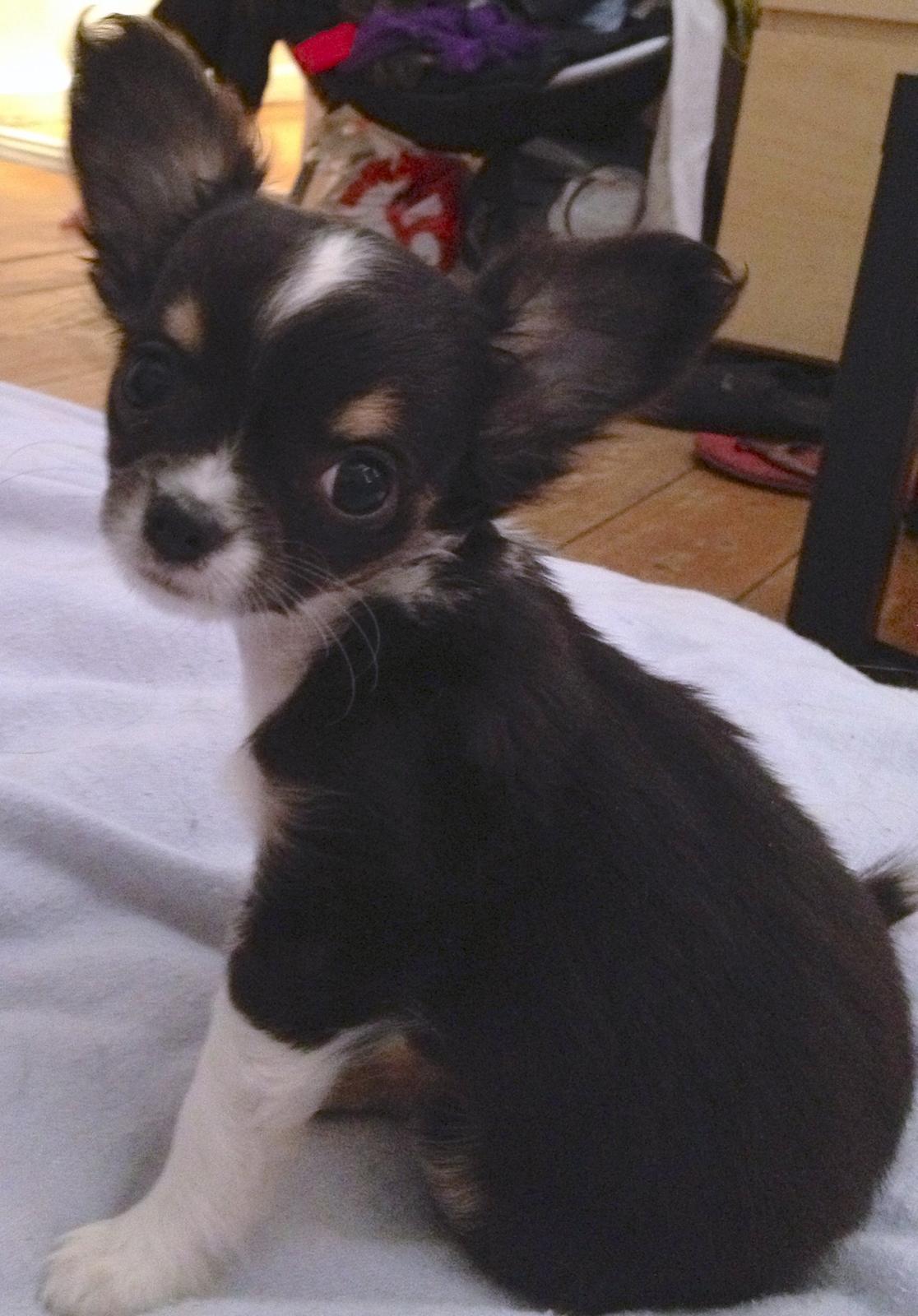 Chihuahua Maggie Boo billede 23