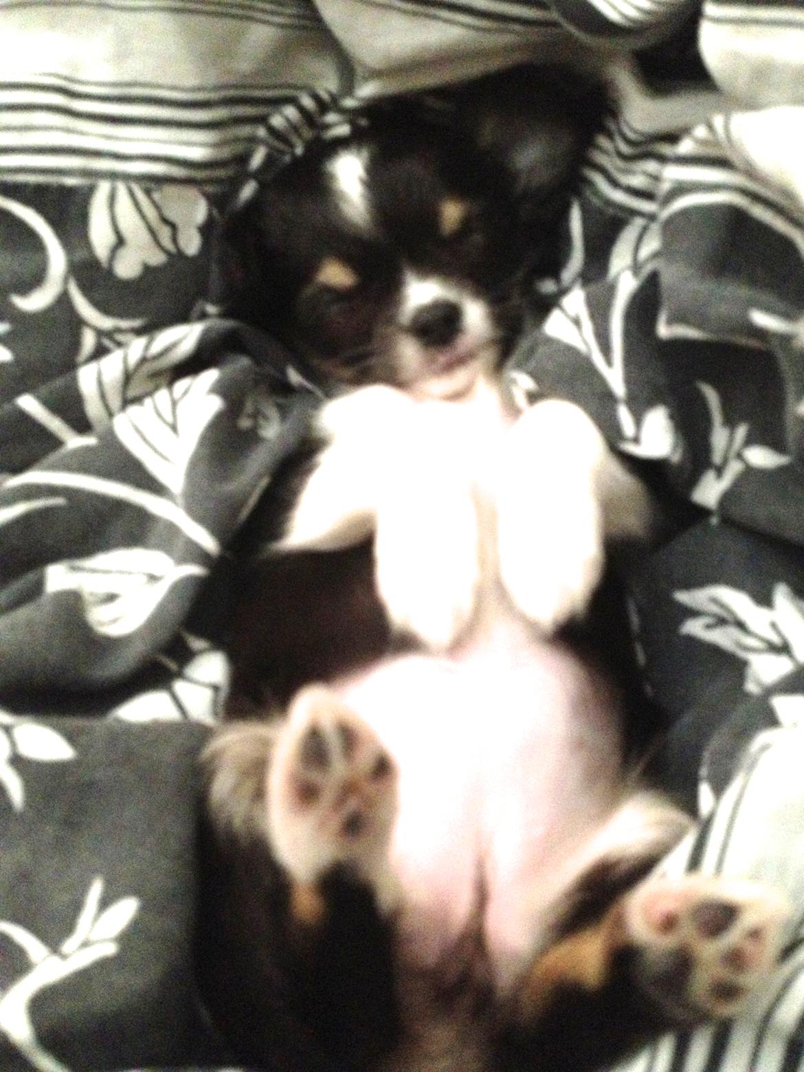 Chihuahua Maggie Boo billede 4