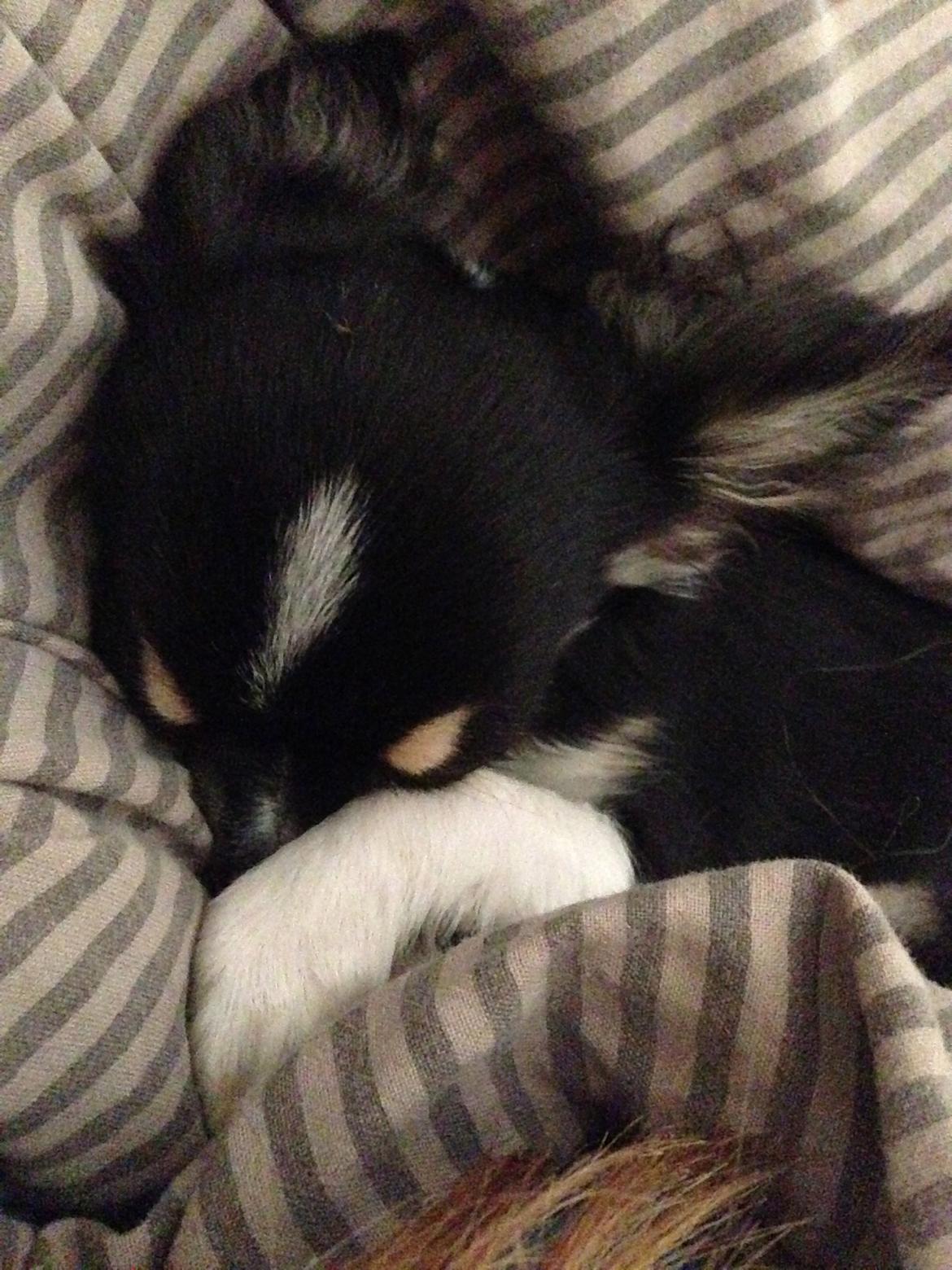 Chihuahua Maggie Boo billede 6