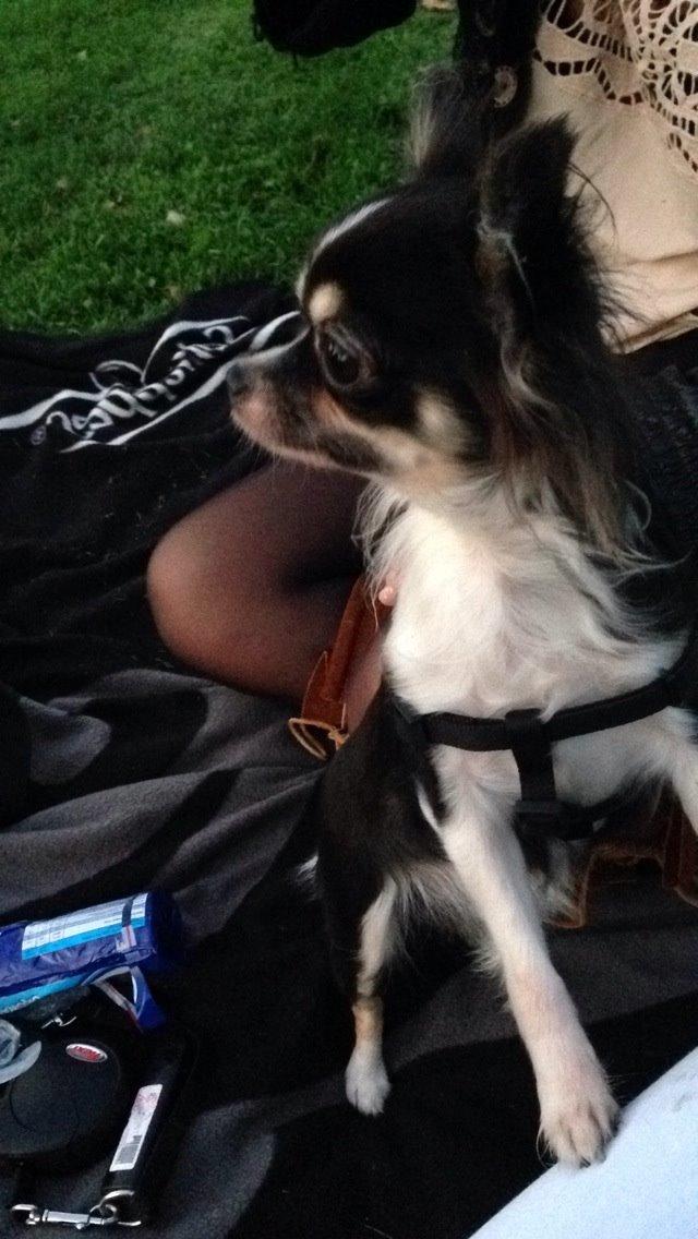 Chihuahua Maggie Boo billede 7