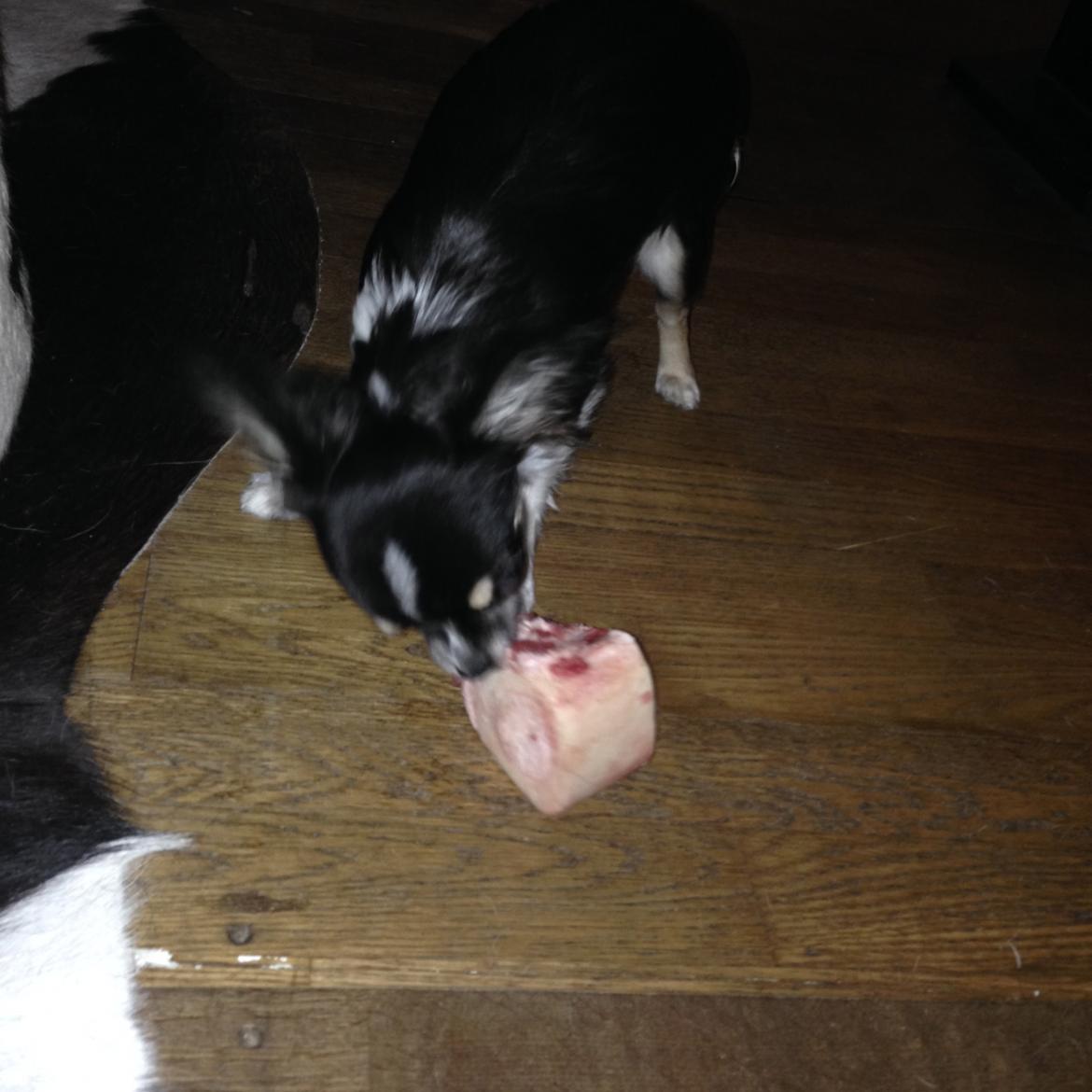 Chihuahua Maggie Boo billede 8