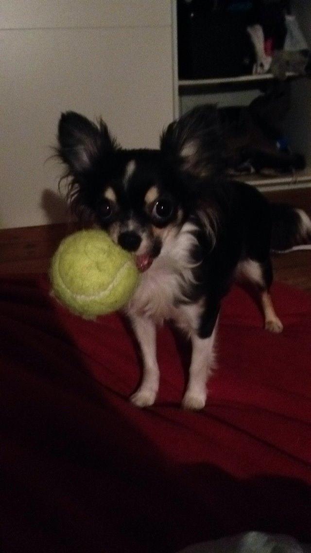 Chihuahua Maggie Boo billede 9