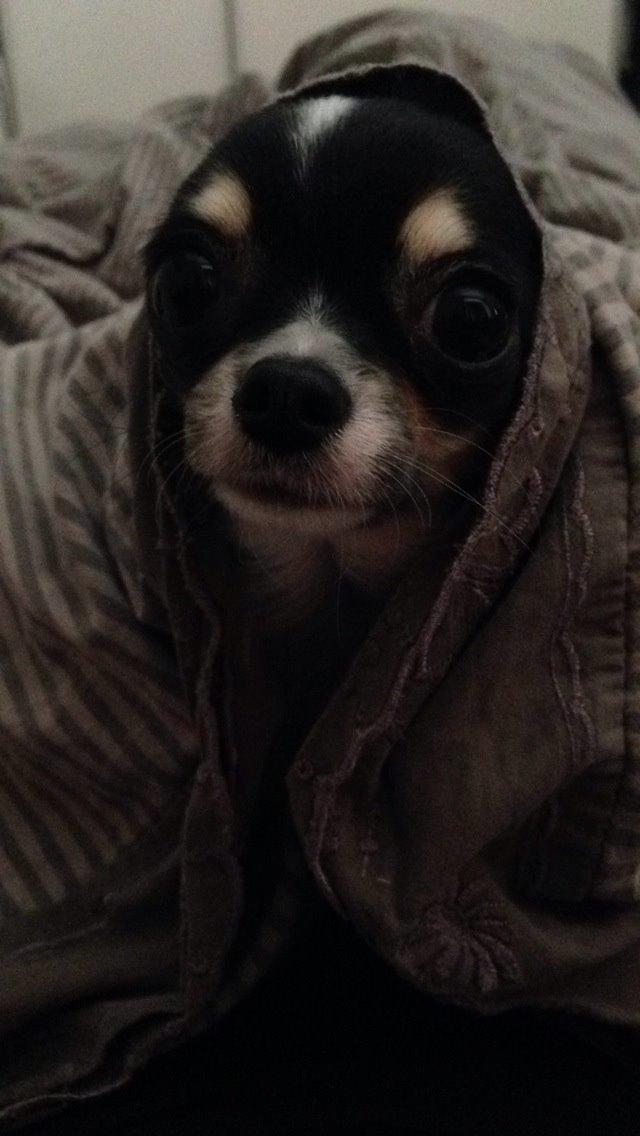 Chihuahua Maggie Boo billede 10