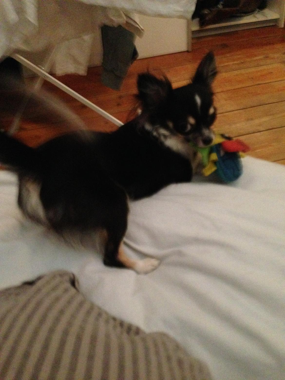 Chihuahua Maggie Boo billede 2