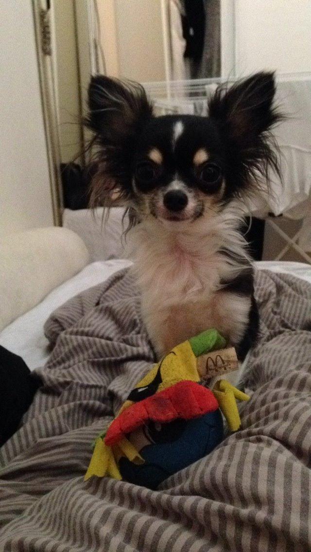 Chihuahua Maggie Boo billede 13