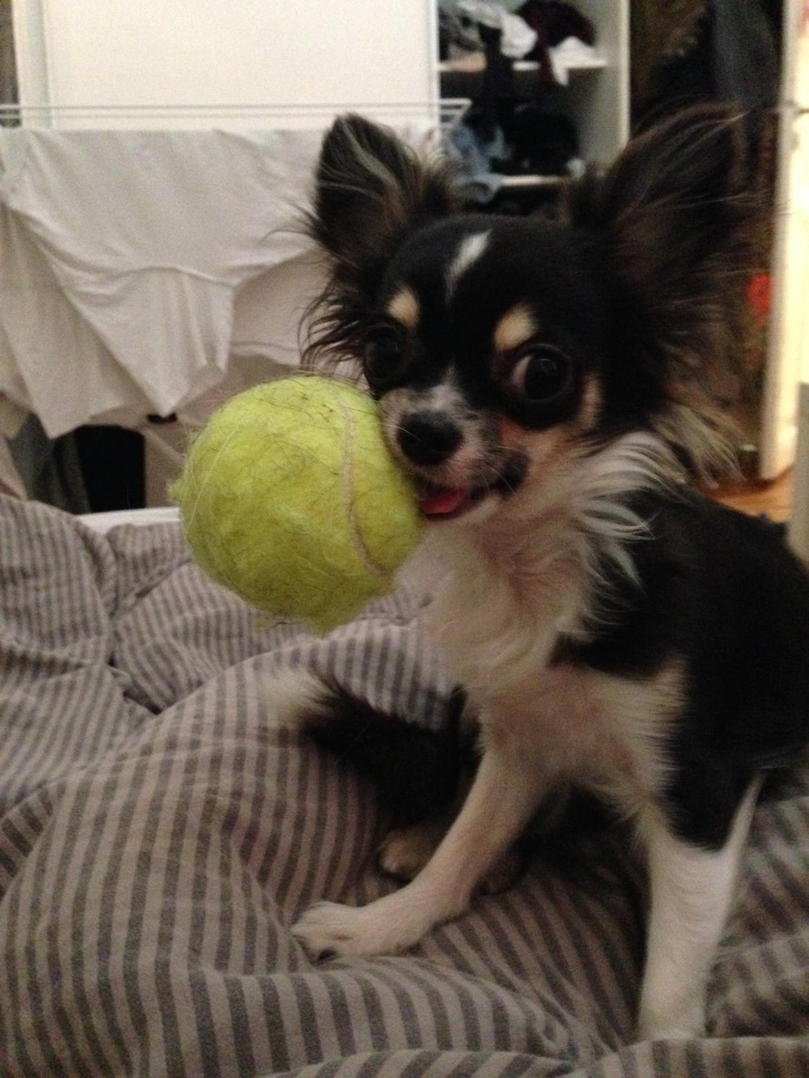 Chihuahua Maggie Boo billede 5