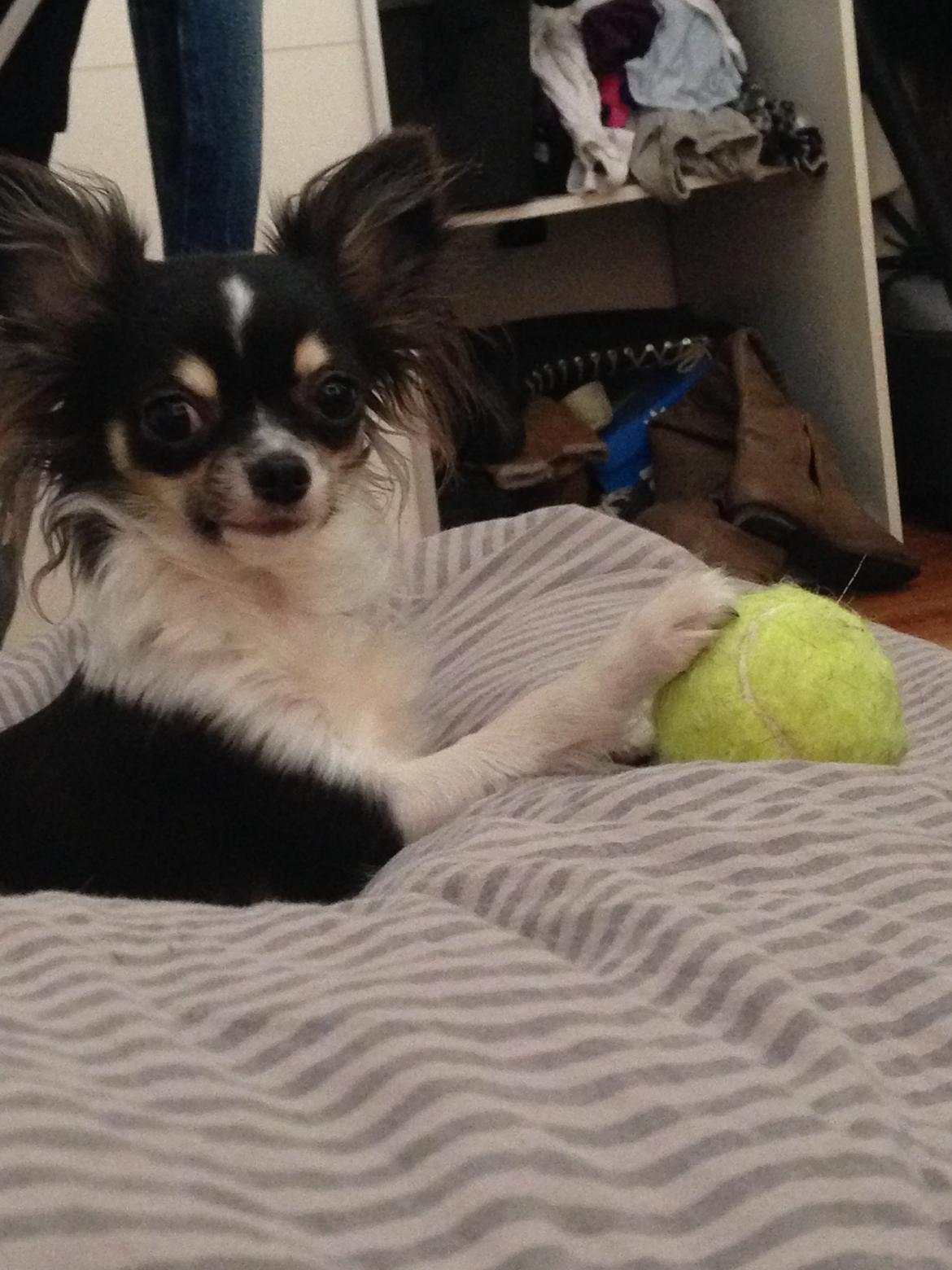 Chihuahua Maggie Boo billede 12