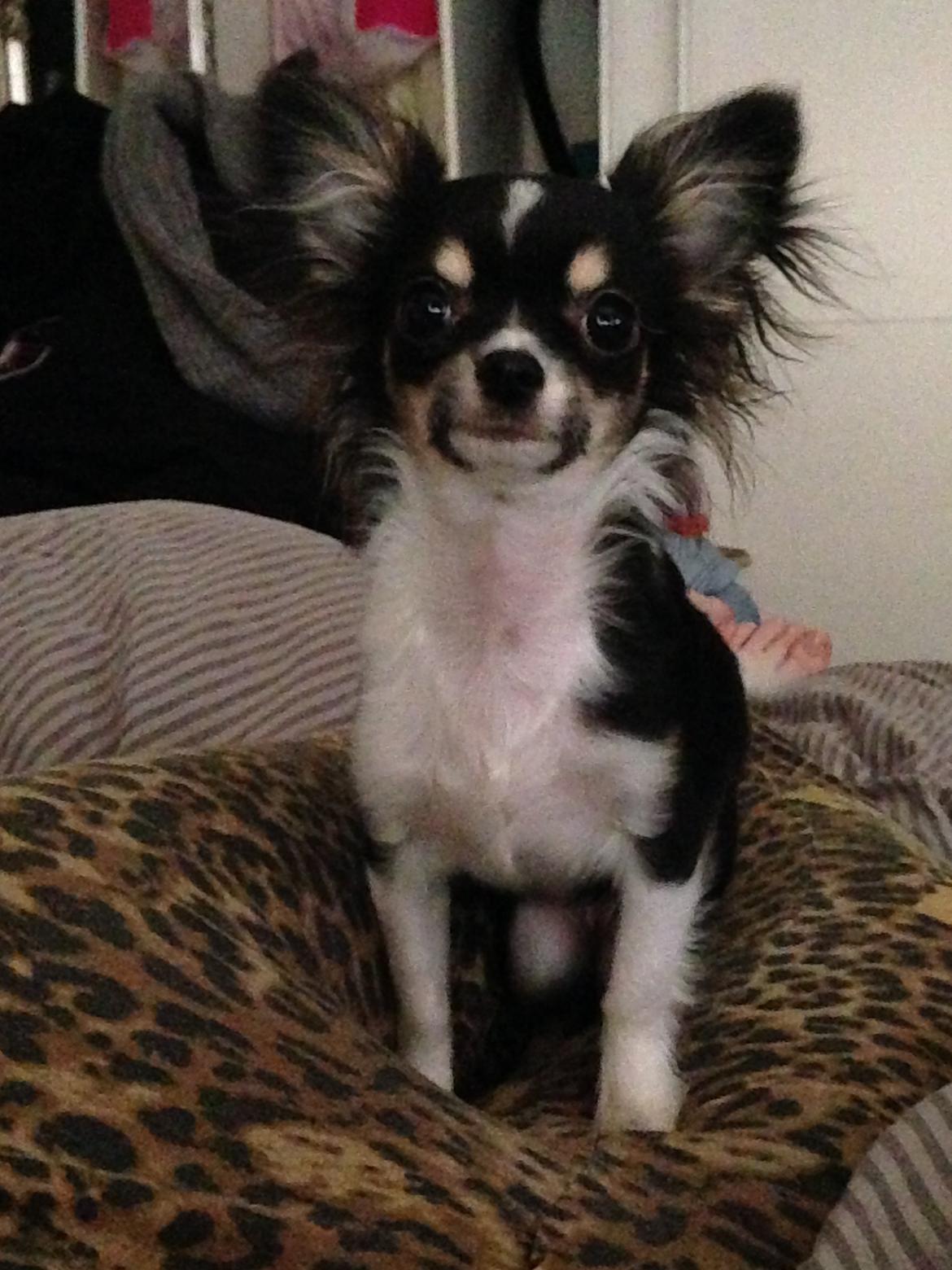 Chihuahua Maggie Boo billede 16