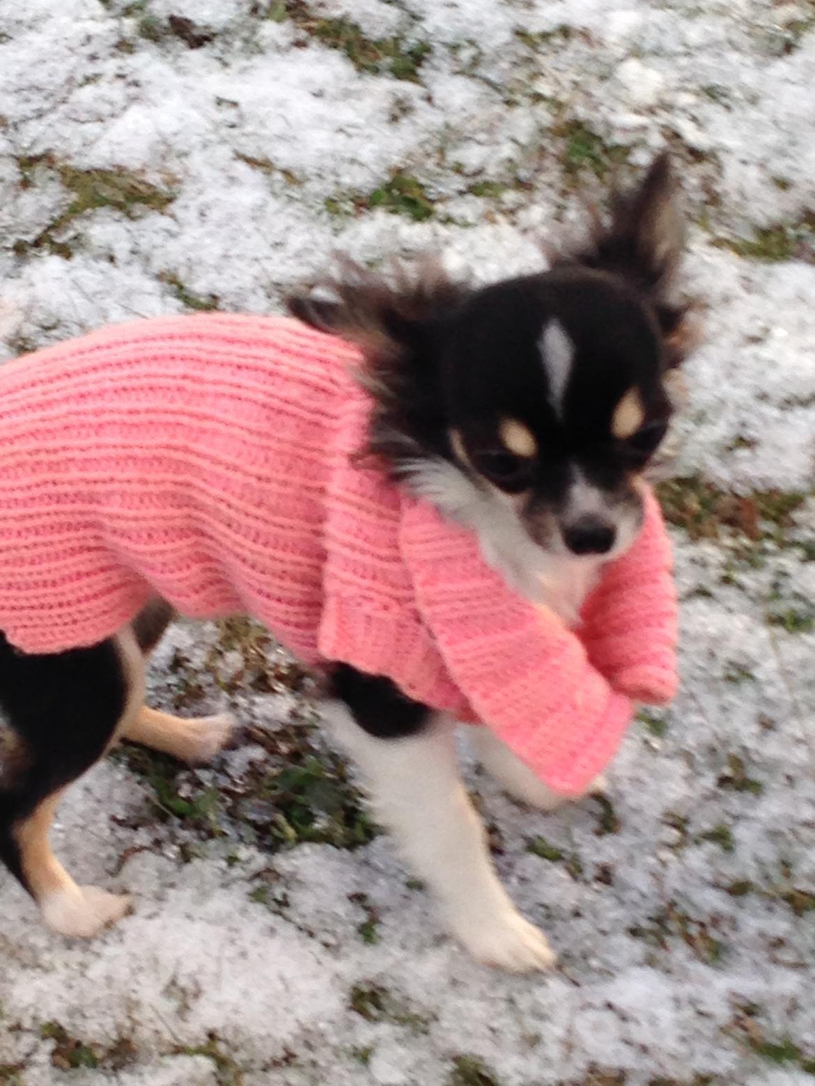 Chihuahua Maggie Boo billede 11