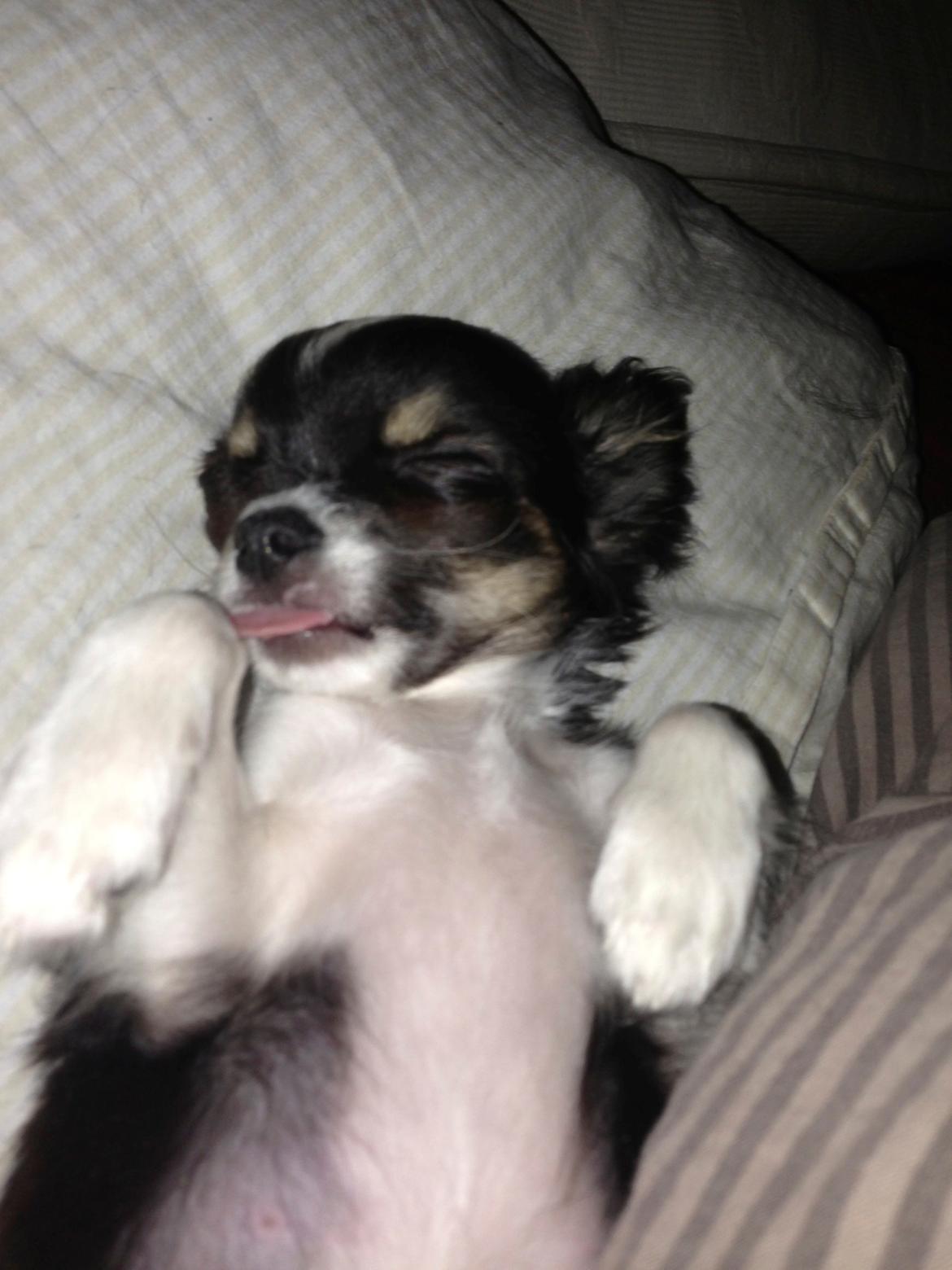 Chihuahua Maggie Boo billede 17