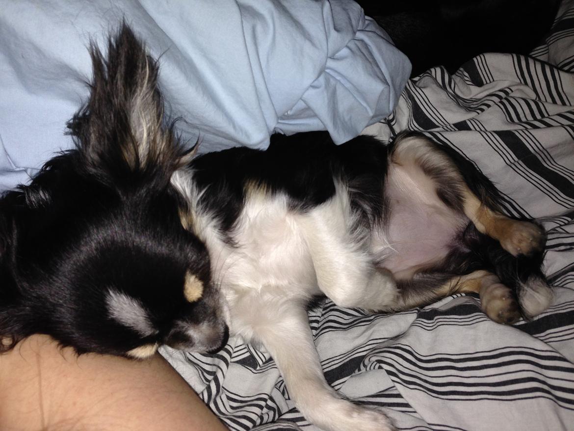 Chihuahua Maggie Boo billede 15