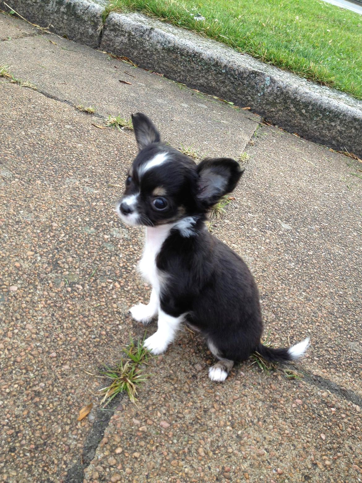 Chihuahua Maggie Boo billede 21