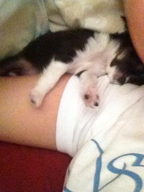 Chihuahua Maggie Boo billede 22