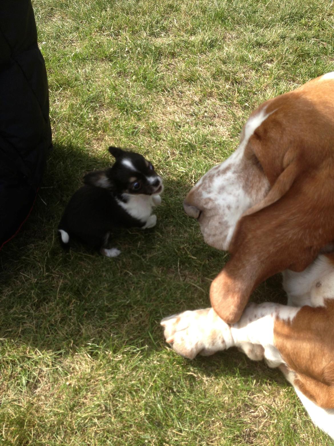 Chihuahua Maggie Boo billede 14