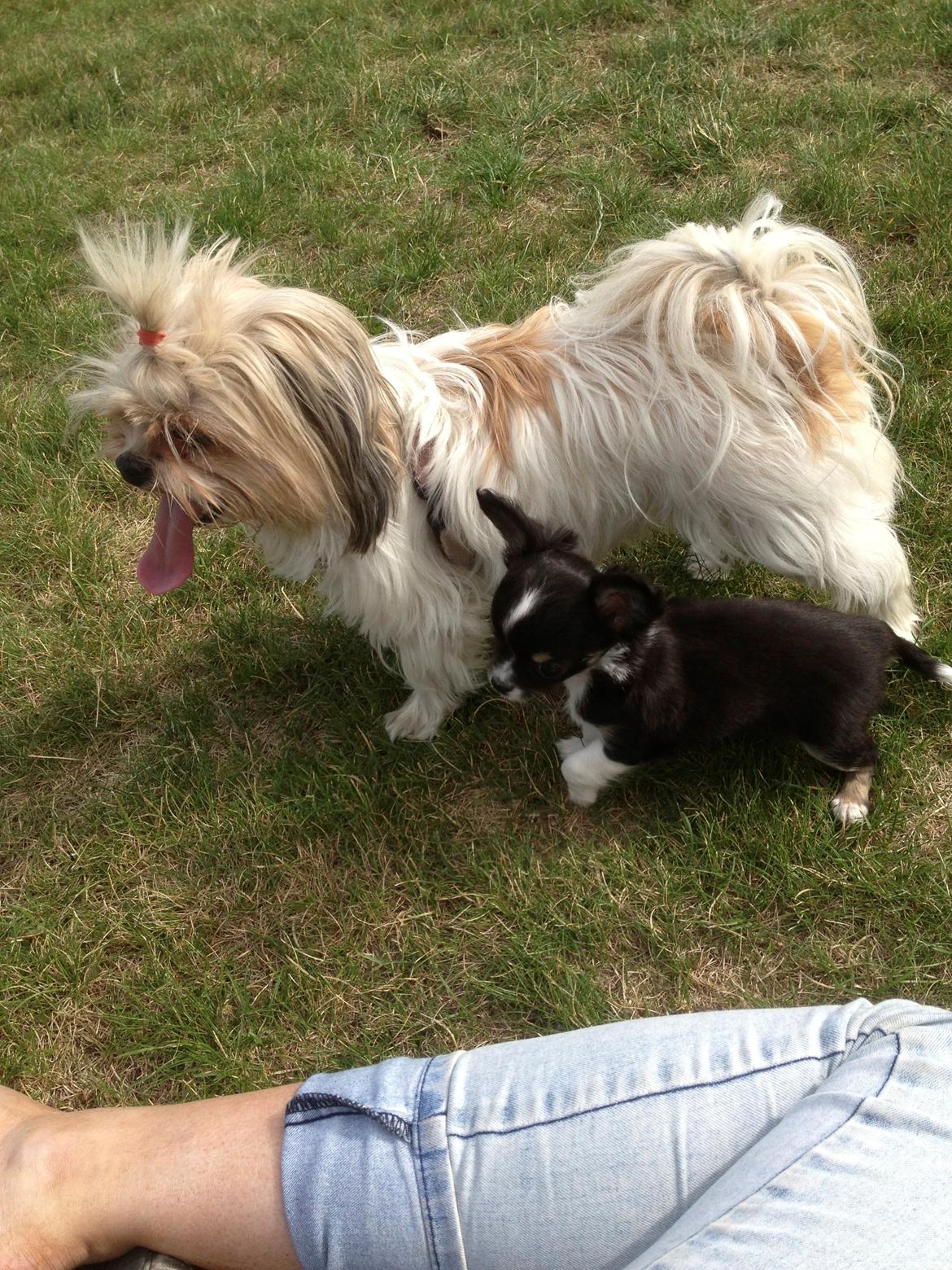 Chihuahua Maggie Boo billede 20