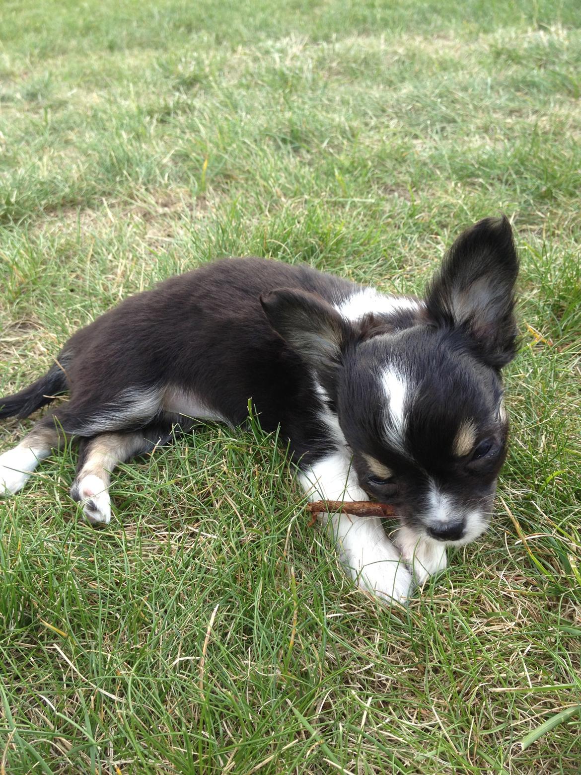 Chihuahua Maggie Boo billede 18