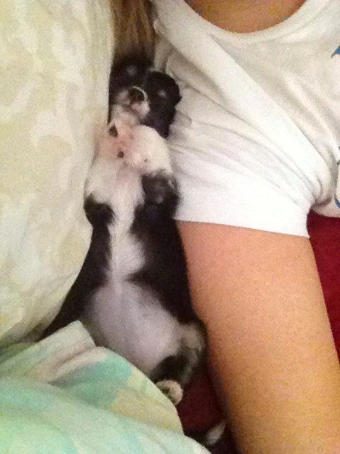 Chihuahua Maggie Boo billede 19