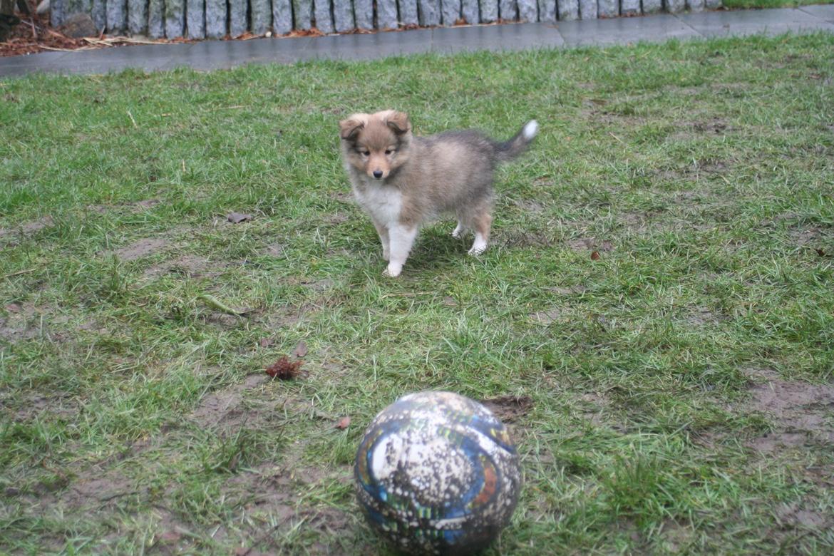Shetland sheepdog Luna billede 14
