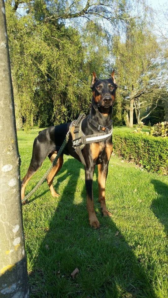 Dobermann Dalí billede 1