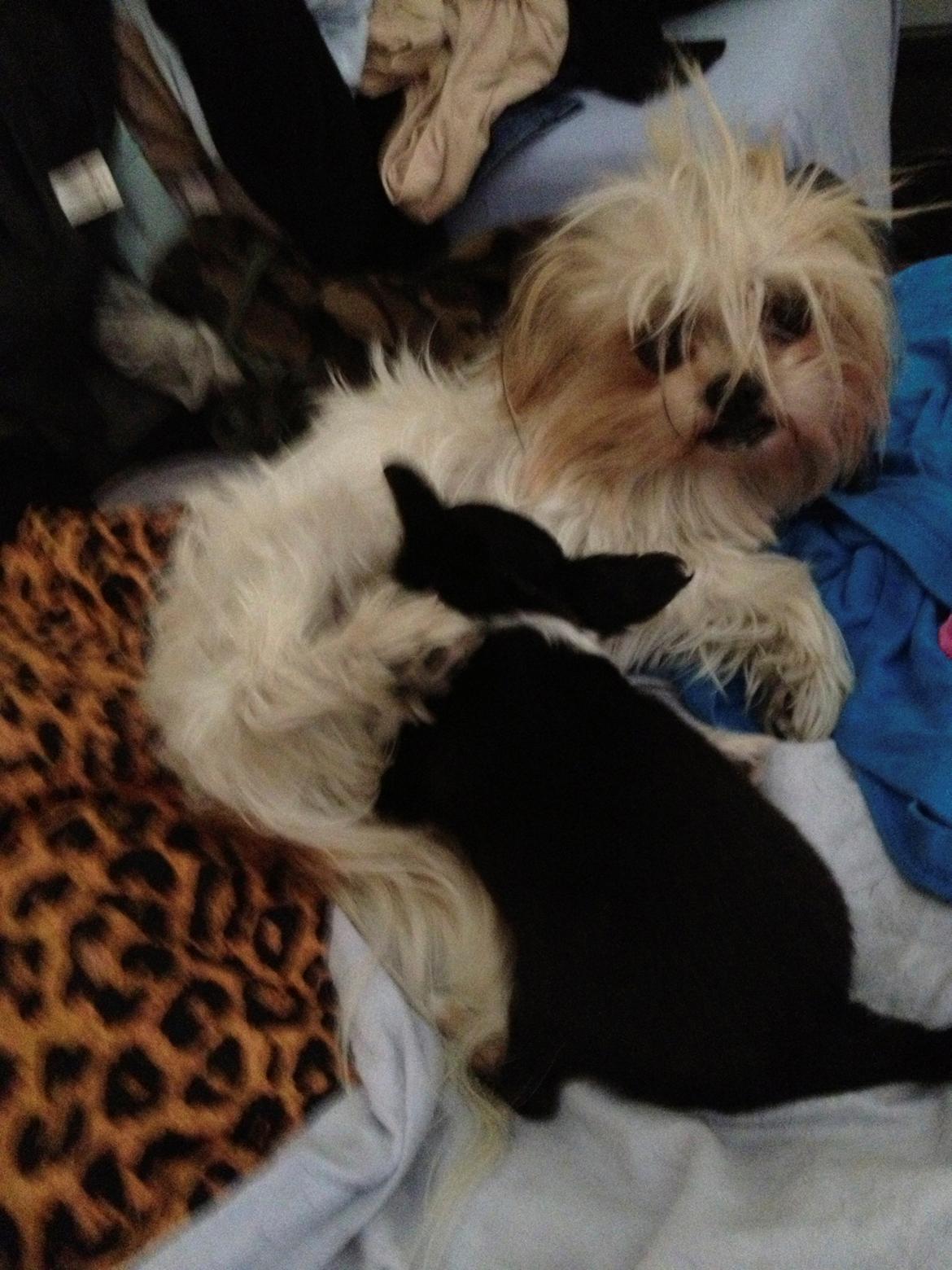 Blanding af racer Betty boop billede 11